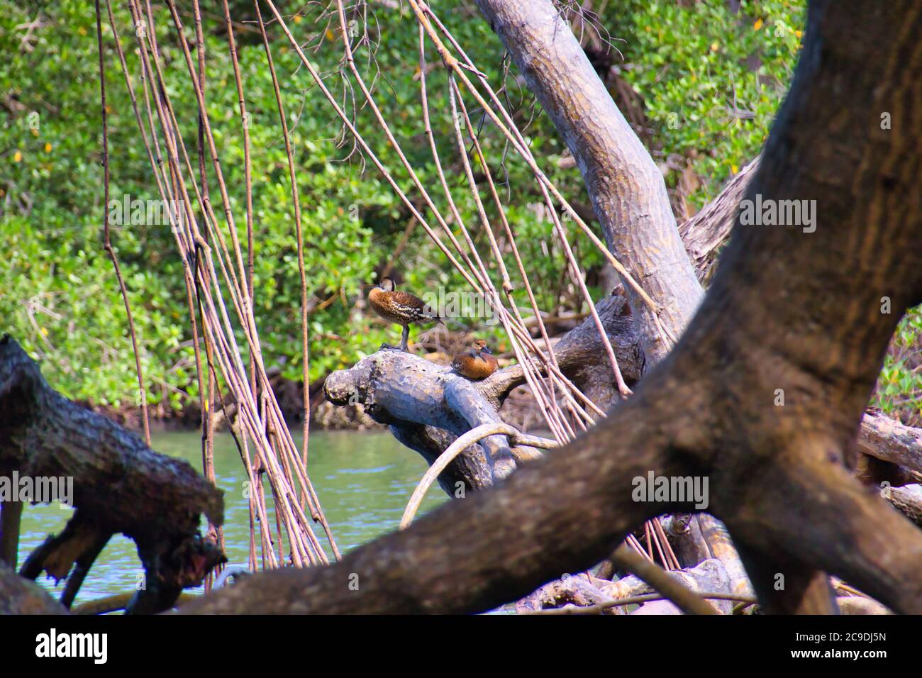 Zwei westindische Pfeifenten sitzen auf einem Mangroven Stockfoto