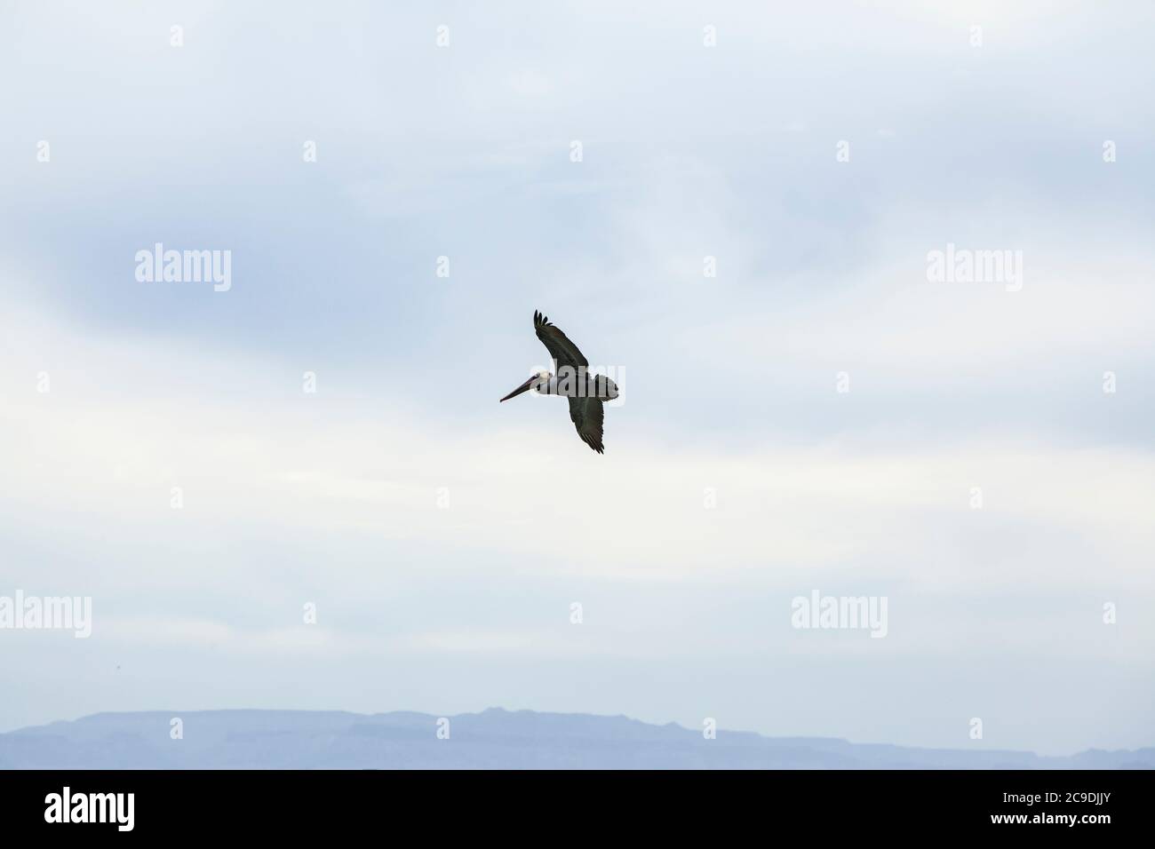 Ein einsamer Brown Pelican, der vor der Küste von Isla Espirito Santo, Golf von Kalifornien mit dem Festland Baja in der Ferne, BCS, Mexiko, fliegt. Stockfoto