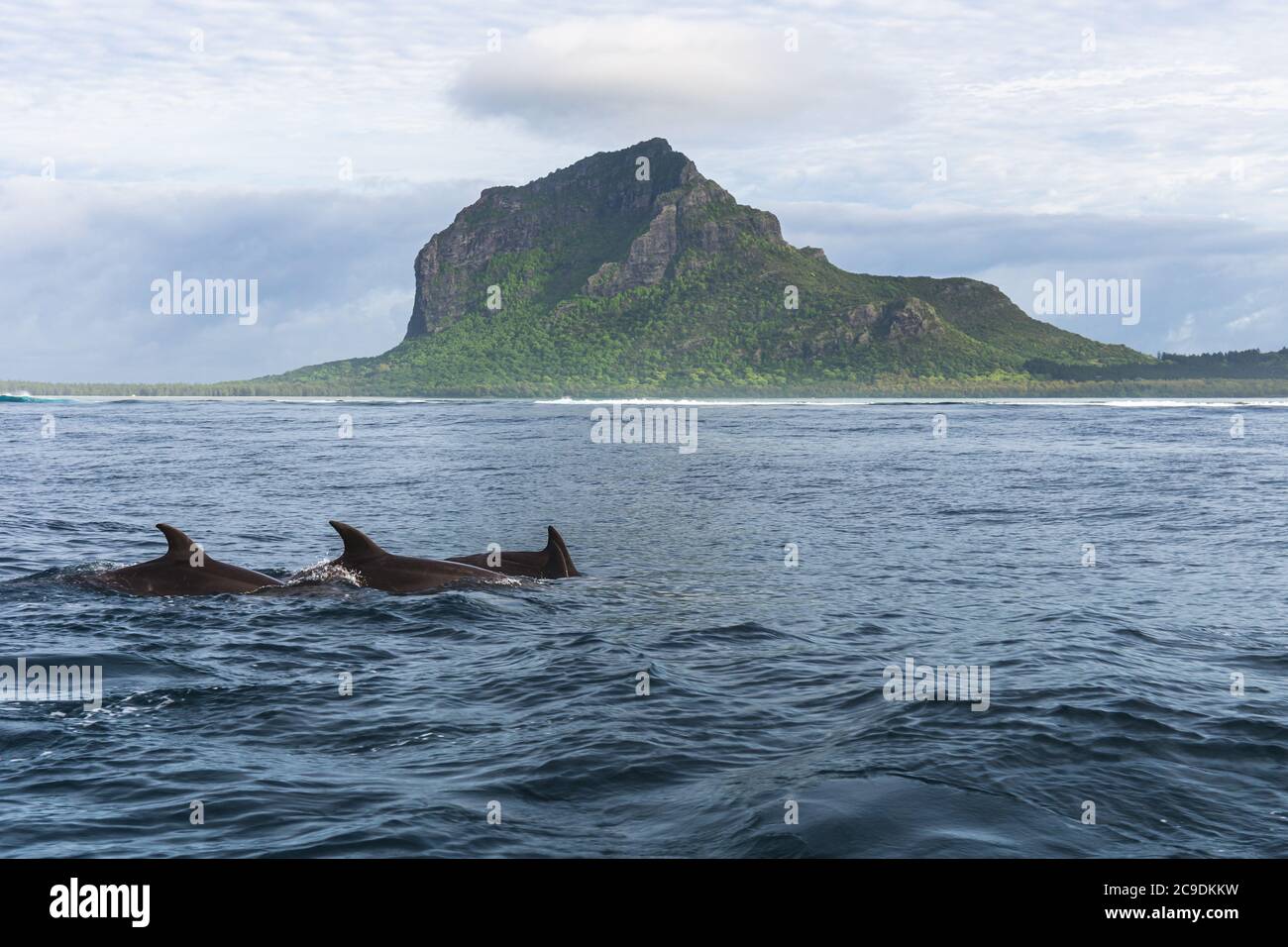Spinner Delfine schwimmen im Indischen Ozean auf Mauritius mit Le Morne Berg im Hintergrund, Afrika Stockfoto