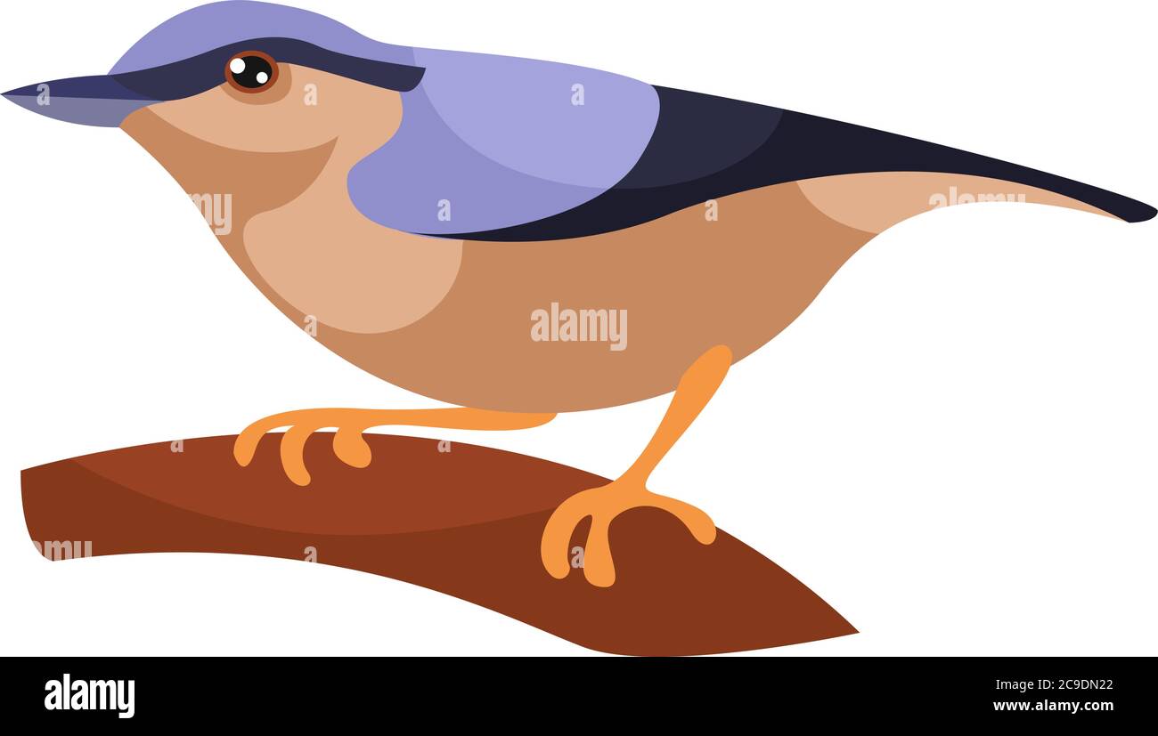 Holznuthatch, Illustration, Vektor auf weißem Hintergrund Stock Vektor