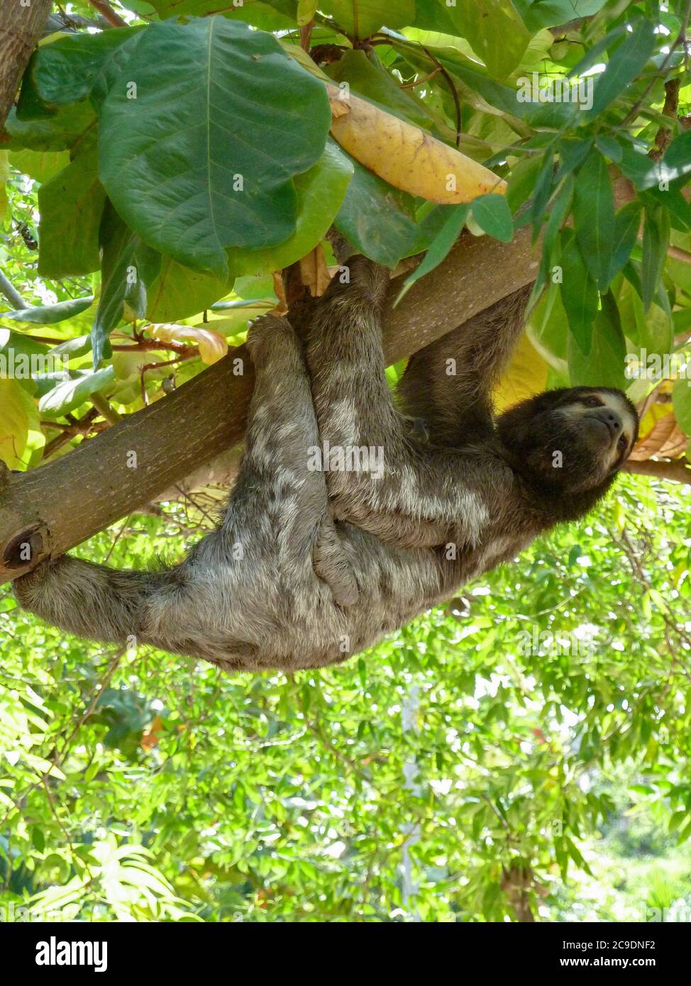 Faultier hängt an einem Ast in einem Baum, der in Kolumbien gesehen wird Stockfoto