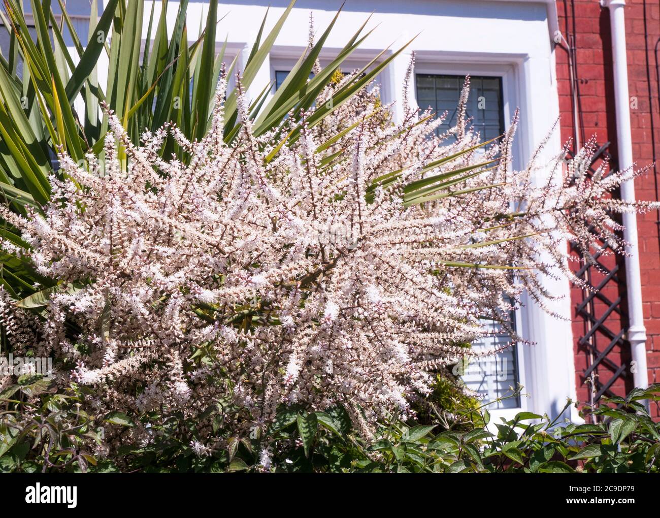 Cordyline australis Dracaena australis mit langen Blume Rispen in enger bis Lager in vielen kleinen creme-weißen Blüten Stockfoto