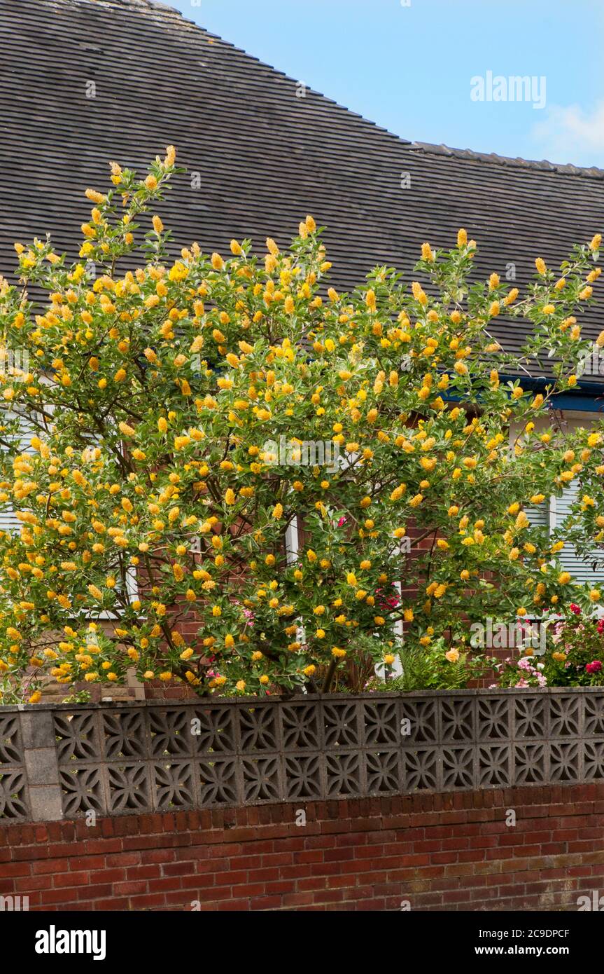 Cytisus ballandieri Argyrocytisus battandieri Ananas-Besen ein kräftiger aufrechter Laubstrauch, der im Sommer mit gelben Blüten blüht Stockfoto