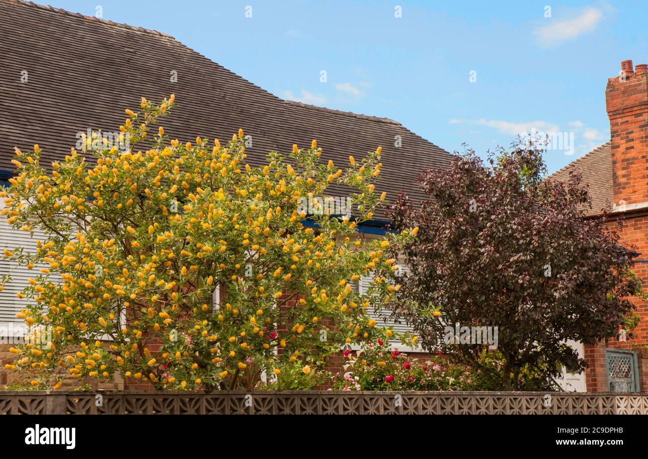 Cytisus ballandieri Argyrocytisus battandieri Ananas-Besen ein kräftiger aufrechter Laubstrauch, der im Sommer mit gelben Blüten blüht Stockfoto