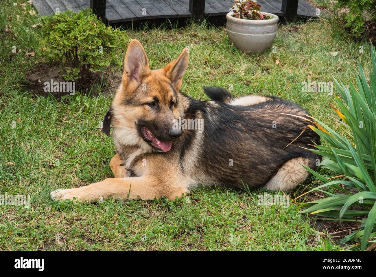 Shepherd Portrait. Ein süßer osteuropäischer Schäferhund. Stockfoto