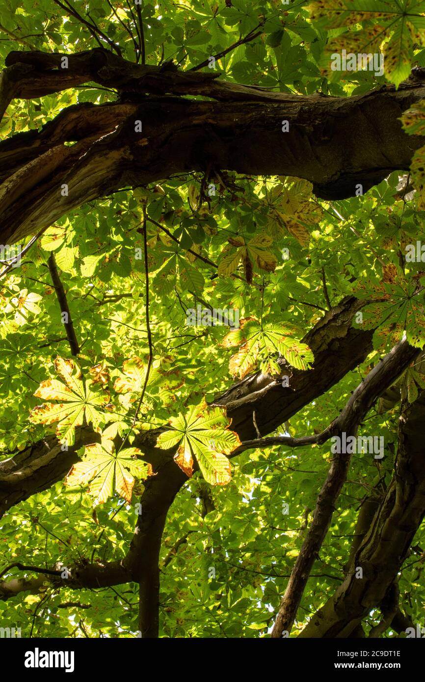 Hinterleuchtete Kastanienbaumblätter mit halb-silhouettierten Ästen, Natures Ruhm Stockfoto