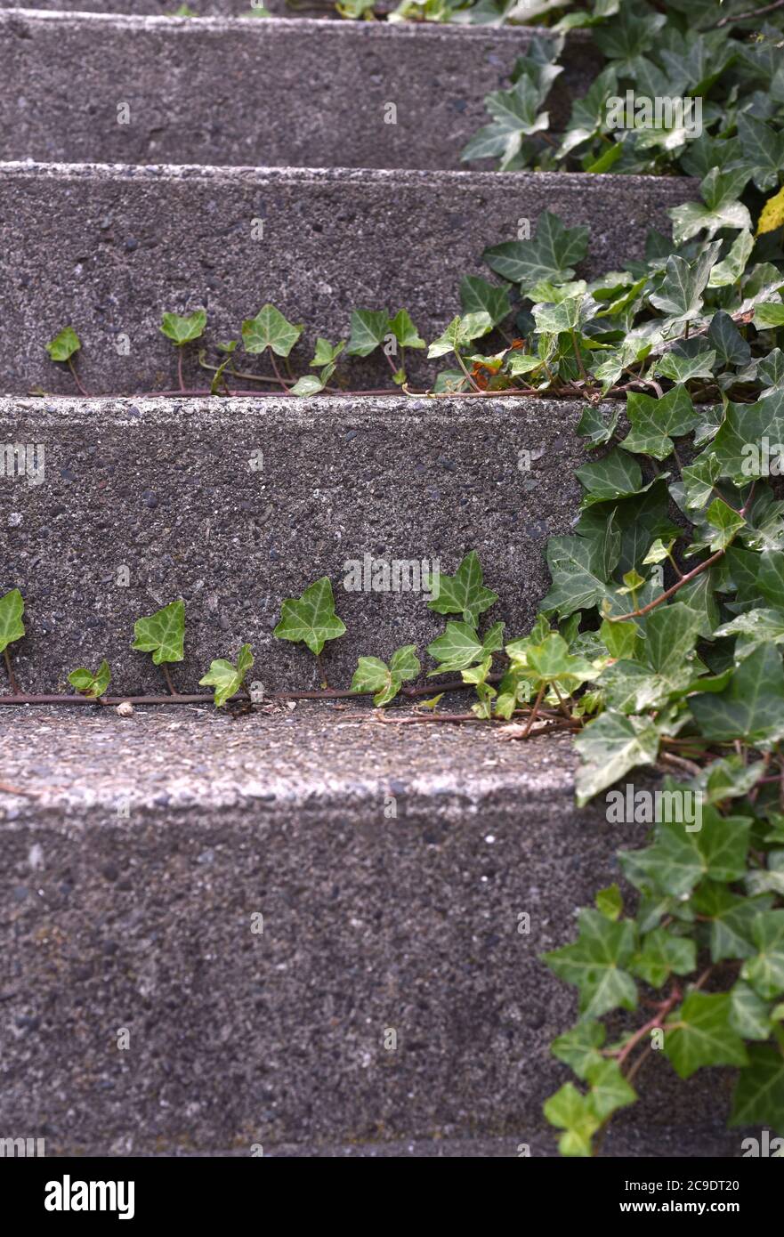 Ivy wächst über konkrete Stufen Stockfoto