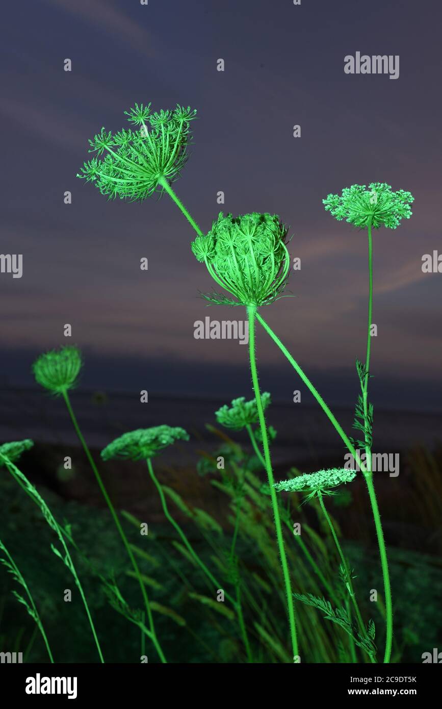 Königin der Wiese Wildblüten werden von einem grünen Blitz gegen einen Abendhimmel in der Dämmerung beleuchtet Stockfoto