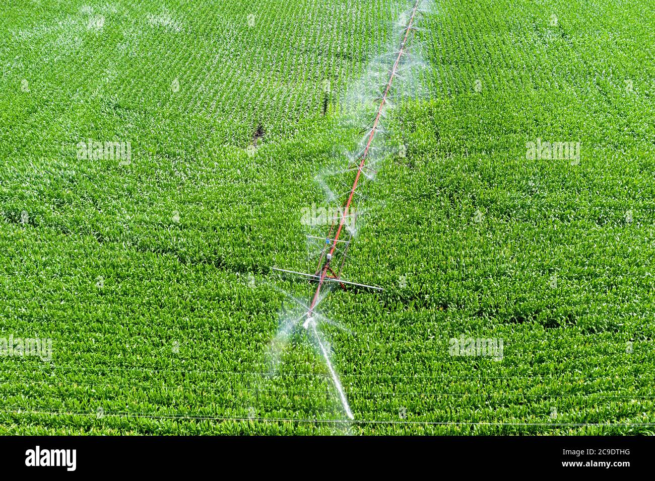 Martin, Michigan - EIN Zentrum Pivot Bewässerungssystem bewässert ein Maisfeld im westlichen Michigan. Stockfoto