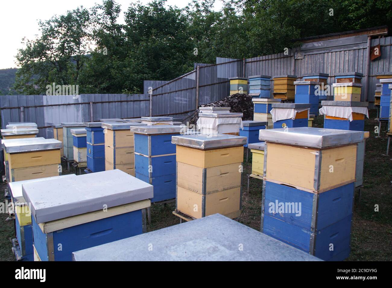 Biene im Garten, Bienenhaus. Bienen schwärmen in der Nähe des Bienenstocks. Stapel von Bienenstock-Boxen in Bienenzucht Stockfoto