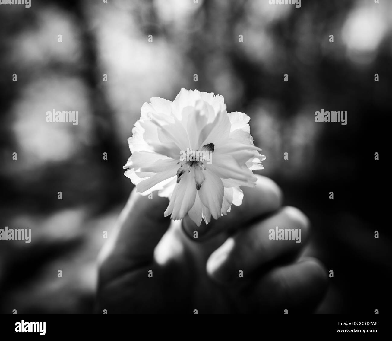 Schöne Blumen Stockfoto