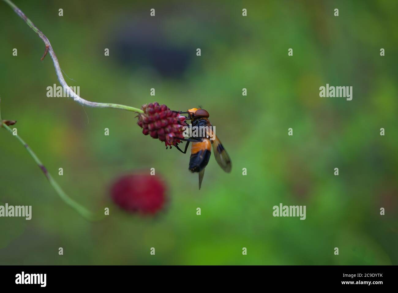 Schwebfliegen, auch Blumenfliegen oder Syrphidafliegen genannt, bilden die Insektenfamilie Syrphidae. Stockfoto