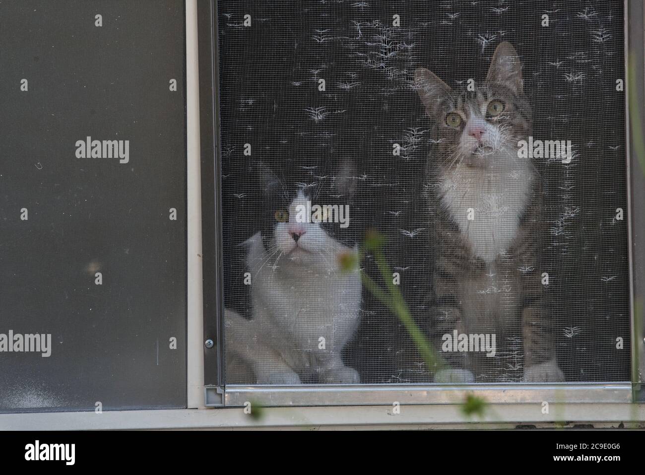 Ein Paar Katzen im Innenbereich, die aus einem Fenster in die Natur schauen. Stockfoto