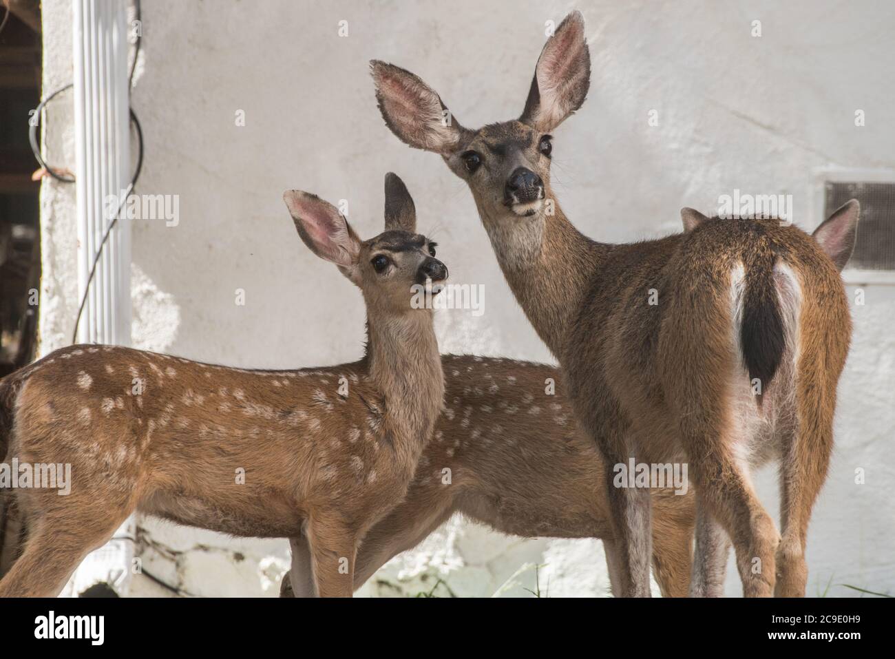 Eine Mutter Hirsch und ihr Rehkitz in einem städtischen Hinterhof in Berkeley, Kalifornien Stockfoto