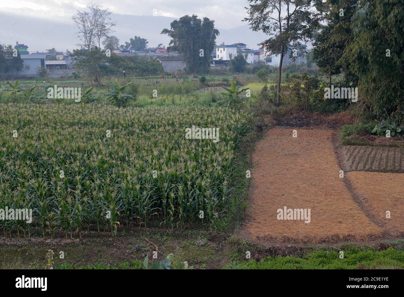 Kleine Betriebe (Zuckermais, Bananen), Ackerland, Yingjiang County, Südwesten Yunnan, China 29. Dezember 2018 Stockfoto