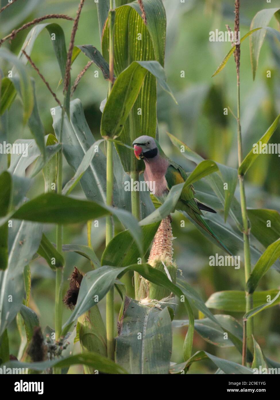 Rotbrustsittich (Psittacula alexandri), füttert mit süßem Mais, Bezirk Yingjiang, Südwesten Yunnan, China 24. Dezember 2018 Stockfoto