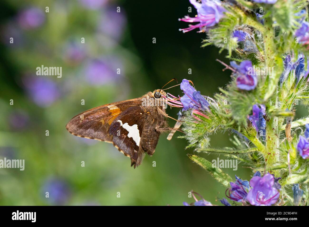 Silberfleckiger Schmetterling, der sich auf Wildblumen ernährt - Epargyreus clarus Stockfoto