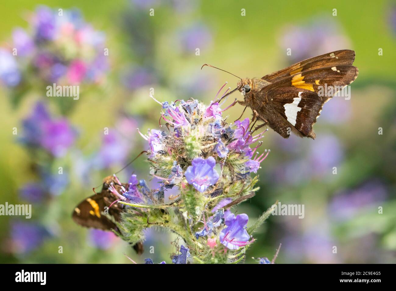 Silberfleckiger Schmetterling, der sich auf Wildblumen ernährt - Epargyreus clarus Stockfoto