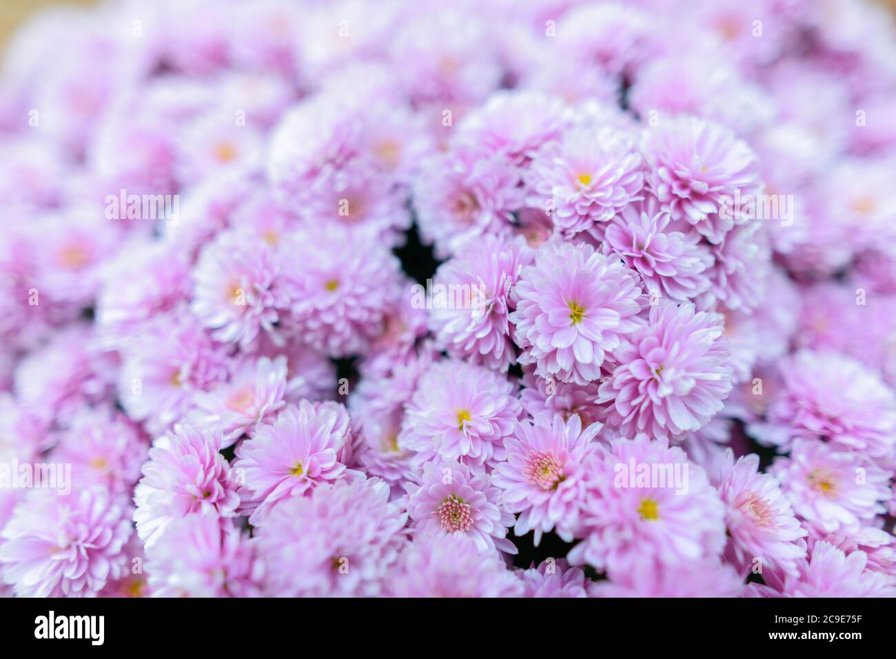 Nahaufnahme von kleinen rosa Blumen in Trauben in verschwommenem Hintergrund gesammelt Stockfoto