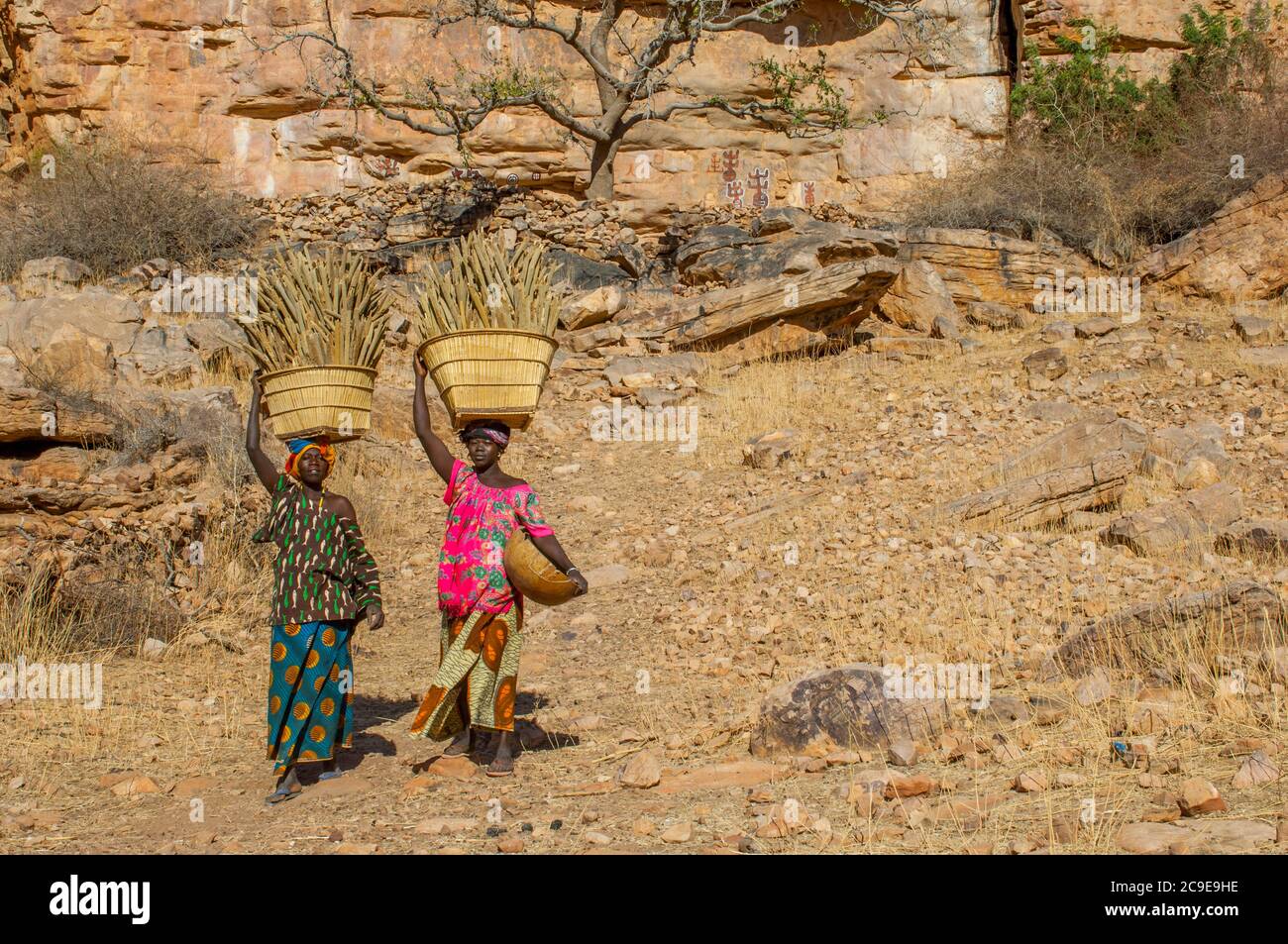 Frauen, die vom Feld mit Körben mit Hirse auf dem Kopf im Dogon Dorf Songho im Bandiagara Escarpment (UNESCO Welt Stockfoto Frauen, die vom Feld mit Körben mit Hirse auf dem Kopf im Dogon Dorf Songho im Bandiagara Escarpment (UNESCO Welt Stockfoto