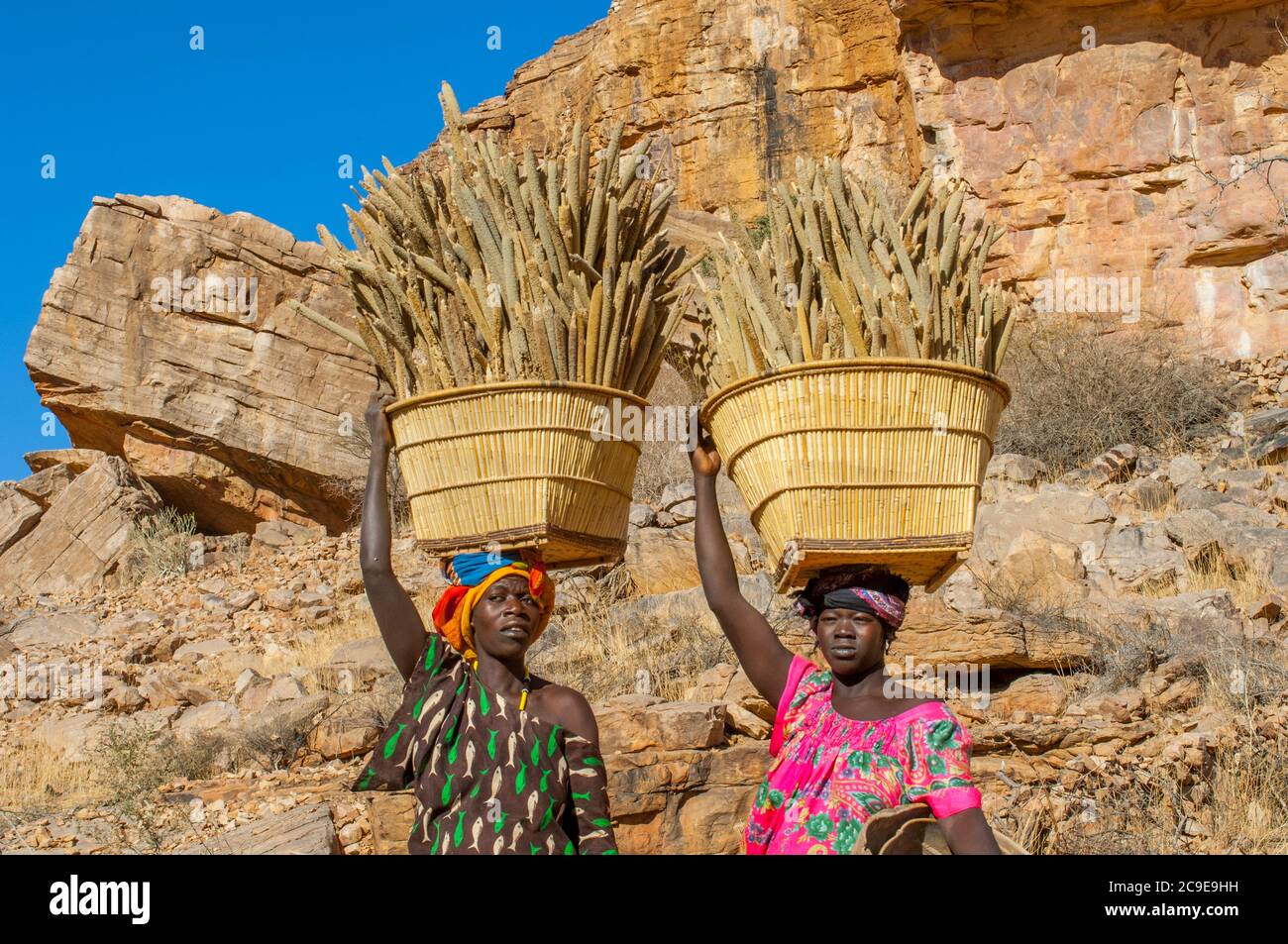 Frauen, die vom Feld mit Körben mit Hirse auf dem Kopf im Dogon Dorf Songho im Bandiagara Escarpment (UNESCO Welt Stockfoto Frauen, die vom Feld mit Körben mit Hirse auf dem Kopf im Dogon Dorf Songho im Bandiagara Escarpment (UNESCO Welt Stockfoto
