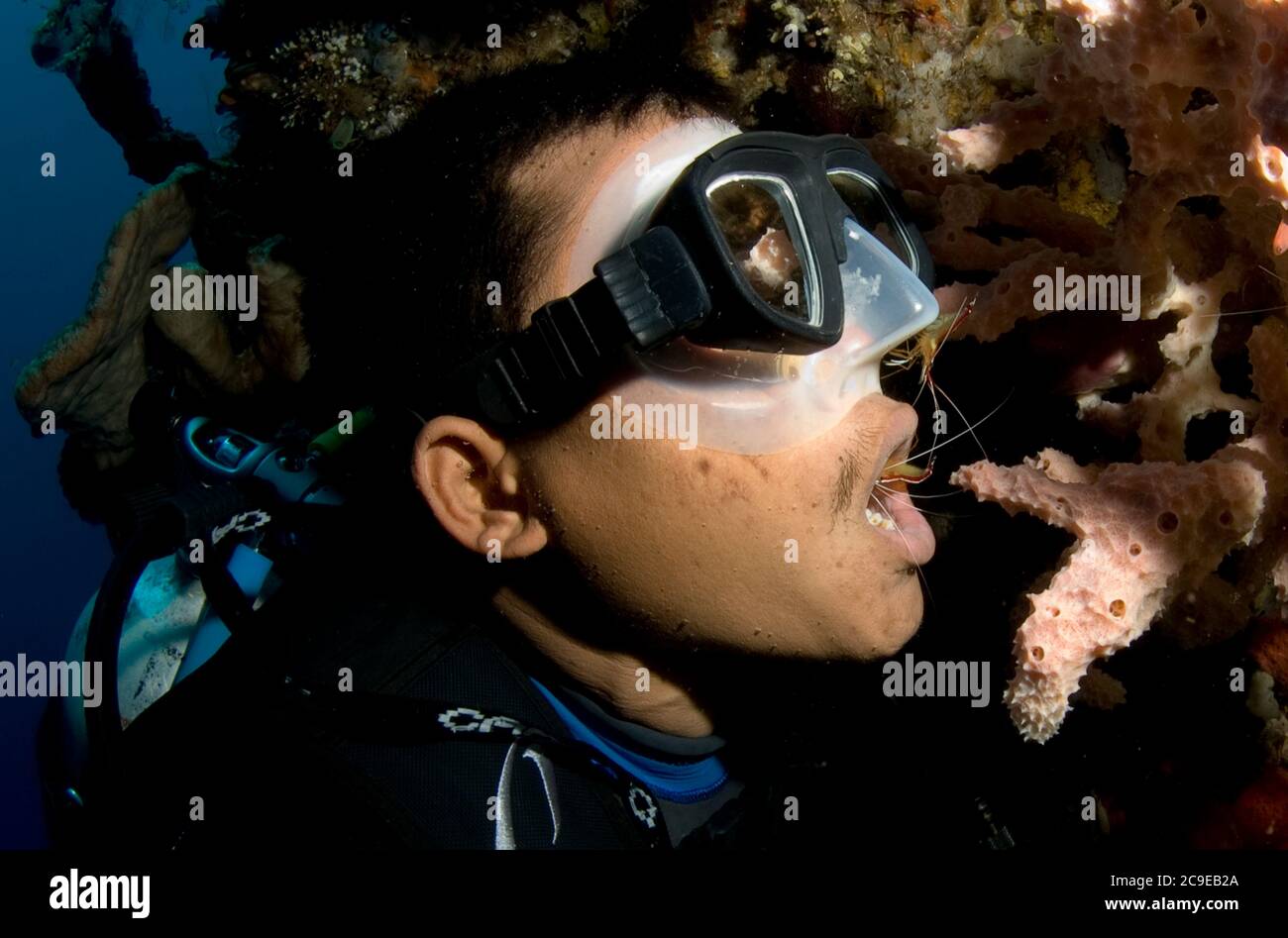 Diver getting Teeth cleaned by Hump-back Cleaner Shrimps, Lysmata amboinensis, Drop-off Tauchplatz, Tulamben, Bali, Indonesien, Indischer Ozean Stockfoto