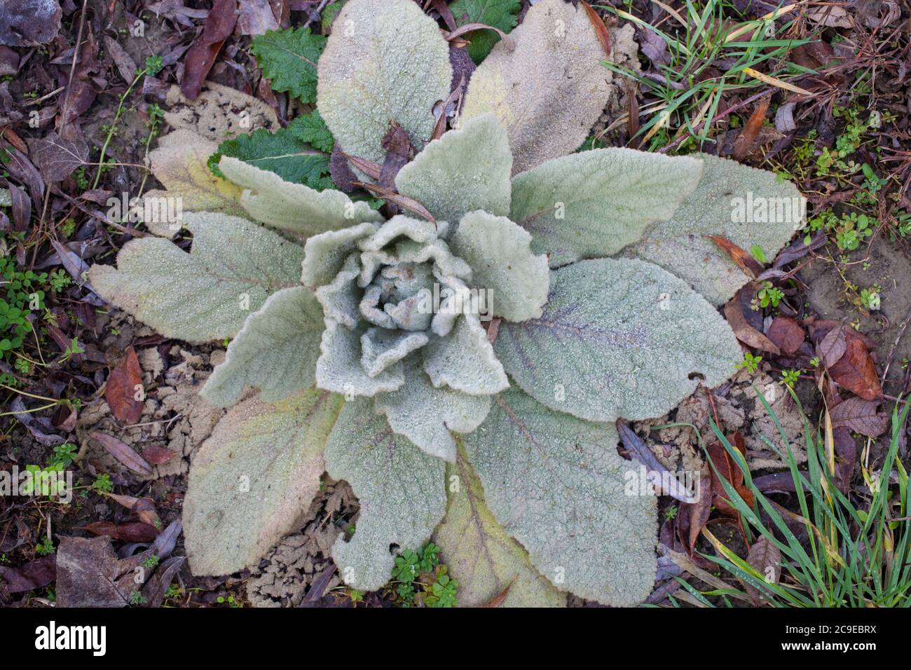 Königskraut (Verbascum thapsus) essbare und medizinische Wildkräuter. Stockfoto