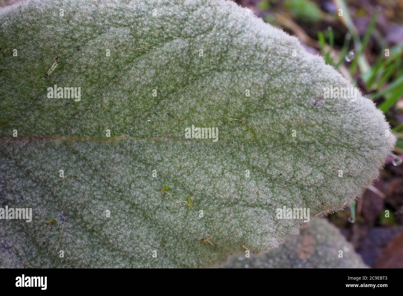 Königskraut (Verbascum thapsus) essbare und medizinische Wildkräuter. Stockfoto