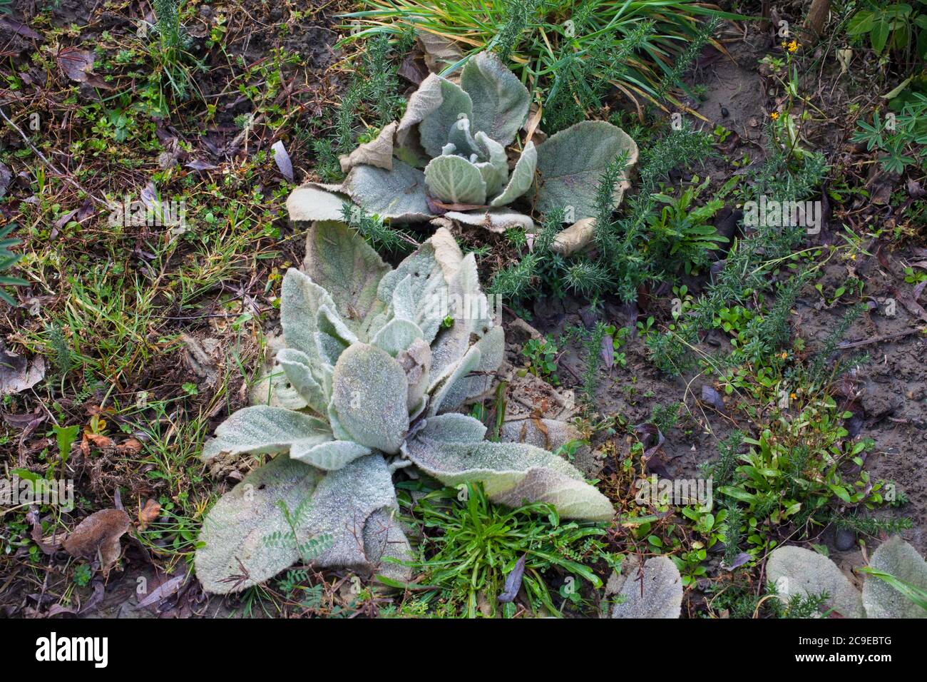 Königskraut (Verbascum thapsus) essbare und medizinische Wildkräuter. Stockfoto