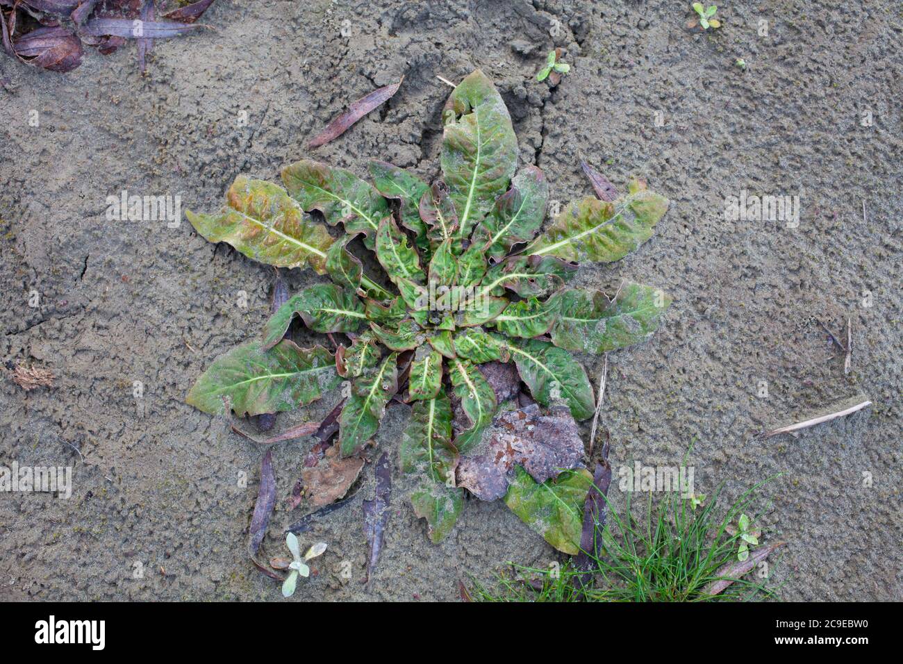 Ein Blick auf Neuseeland. Meine heimischen Garten Bio-Produkte. Nachtkerze (Oenothera biennis). Die ganze Pflanze ist essbar - Wurzel, Blätter und Blumen. Stockfoto