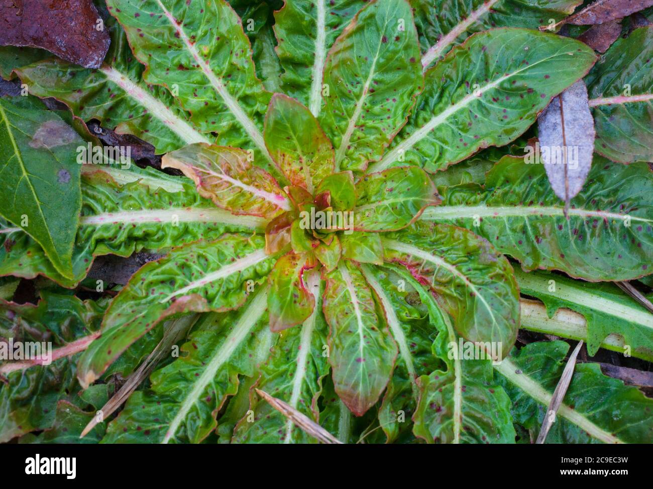 schefflera arboricola zimmerpflanze Schefflera arboricola 'Dalton' H100 cm – Secret Garden Plant Shop main image 0