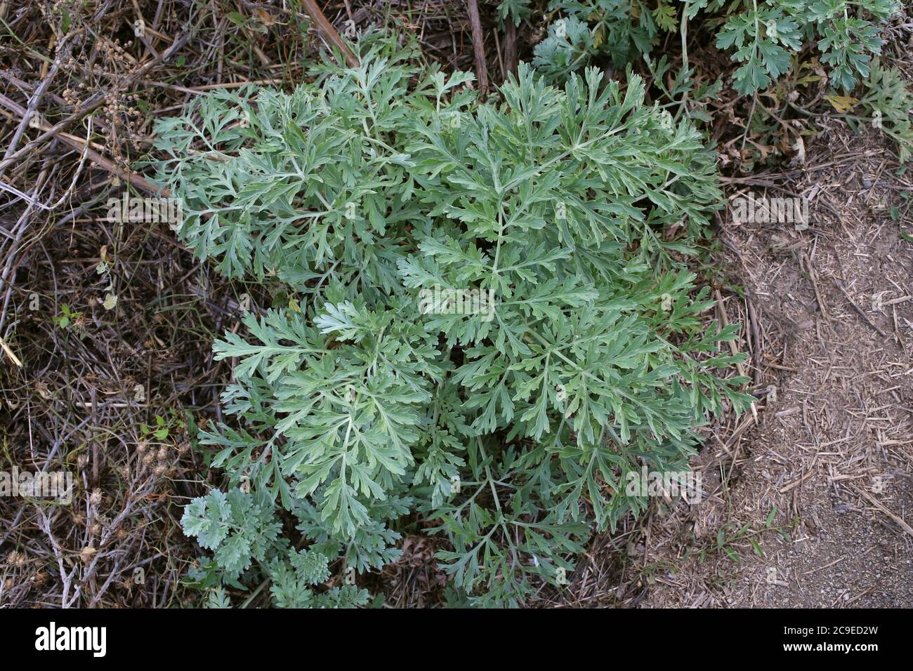 Artemisia absinthium, gewöhnlicher Wermut. Wildpflanze im Sommer erschossen. Stockfoto