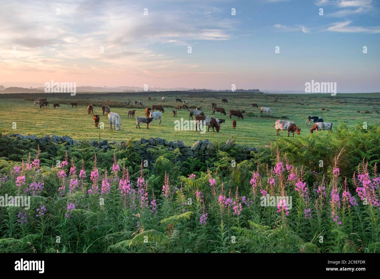 Barnard Castle, Teesdale, County Durham, Großbritannien. Juli 2020. Wetter in Großbritannien. Es war ein trockener und sehr warmer Start in den Tag mit Temperaturen erwartet, um etwa 33 Grad in einigen Teilen des Vereinigten Königreichs zu erreichen. Kredit: David Forster/Alamy Live Nachrichten Stockfoto