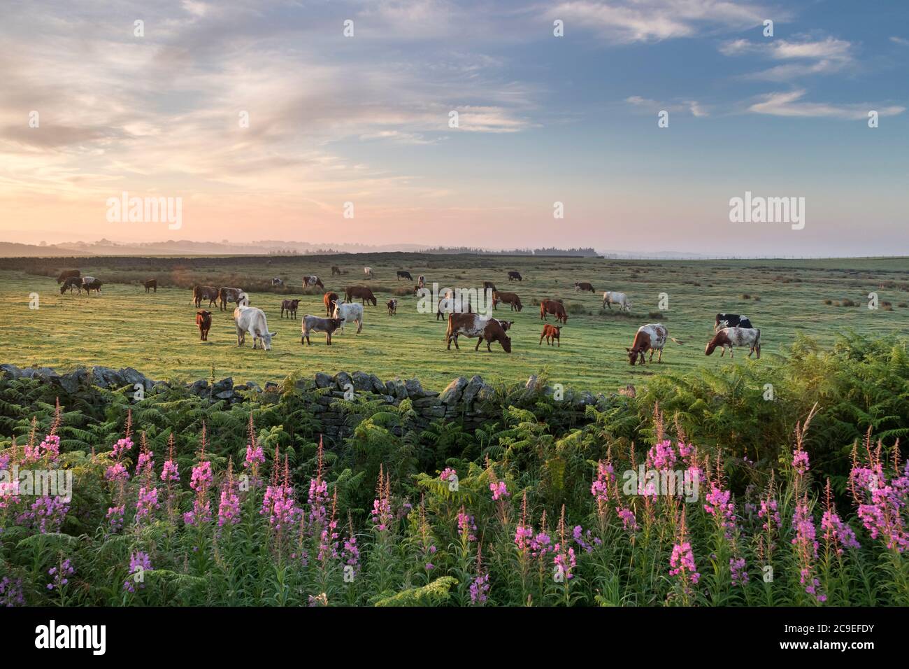 Barnard Castle, Teesdale, County Durham, Großbritannien. Juli 2020. Wetter in Großbritannien. Es war ein trockener und sehr warmer Start in den Tag mit Temperaturen erwartet, um etwa 33 Grad in einigen Teilen des Vereinigten Königreichs zu erreichen. Kredit: David Forster/Alamy Live Nachrichten Stockfoto