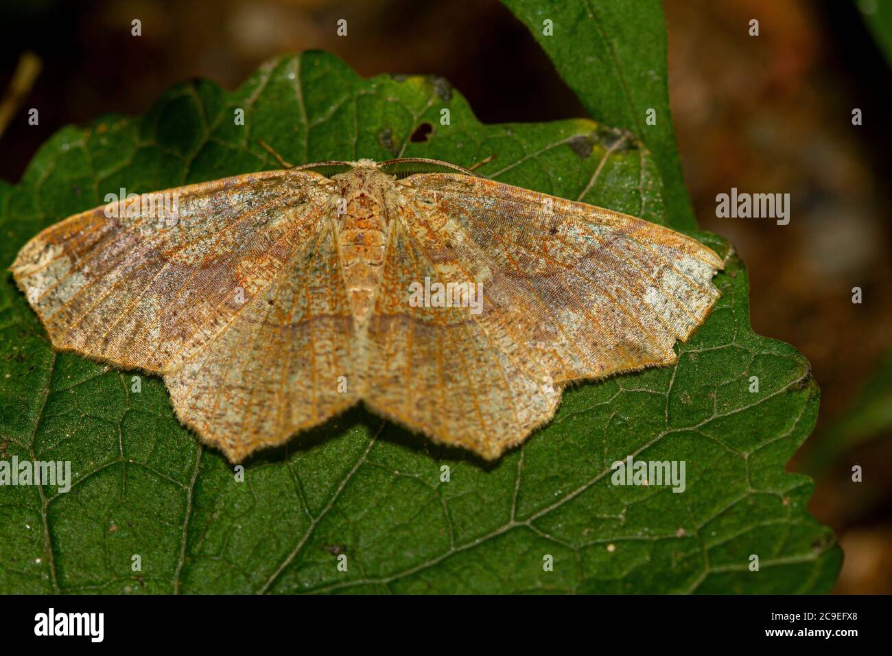 Nahaufnahme Makroobjektiv Bild einer hellbraunen, beigefarbenen Motte, die auf einem Blatt mit geöffneten Flügeln ruht. Es hat samtig zerbrechliche Flügel und Feder wie ein Stockfoto