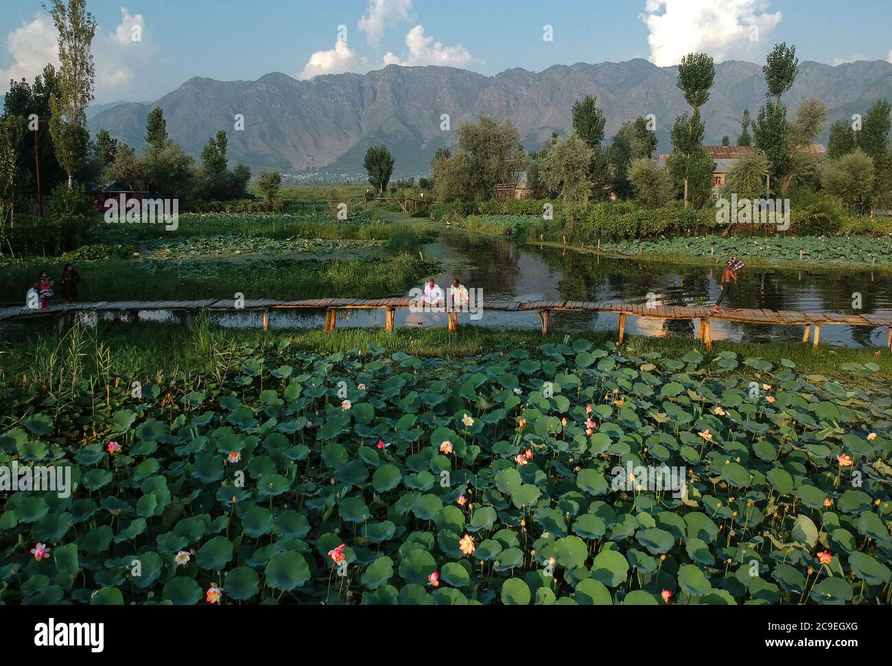 Srinagar, indisch kontrolliertes Kaschmir. Juli 2020. Die Menschen verbringen Zeit auf einer Fußgängerbrücke in einem Lotusteich am Dal Lake in der Stadt Srinagar, der Sommerhauptstadt des von Indien kontrollierten Kaschmir, 30. Juli 2020. Quelle: Javed Dar/Xinhua/Alamy Live News Stockfoto