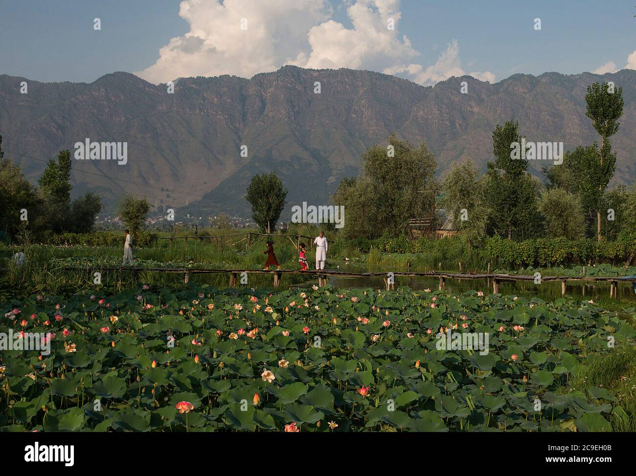 Srinagar, indisch kontrolliertes Kaschmir. Juli 2020. Die Menschen verbringen Zeit auf einer Fußgängerbrücke in einem Lotusteich am Dal Lake in der Stadt Srinagar, der Sommerhauptstadt des von Indien kontrollierten Kaschmir, 30. Juli 2020. Quelle: Javed Dar/Xinhua/Alamy Live News Stockfoto