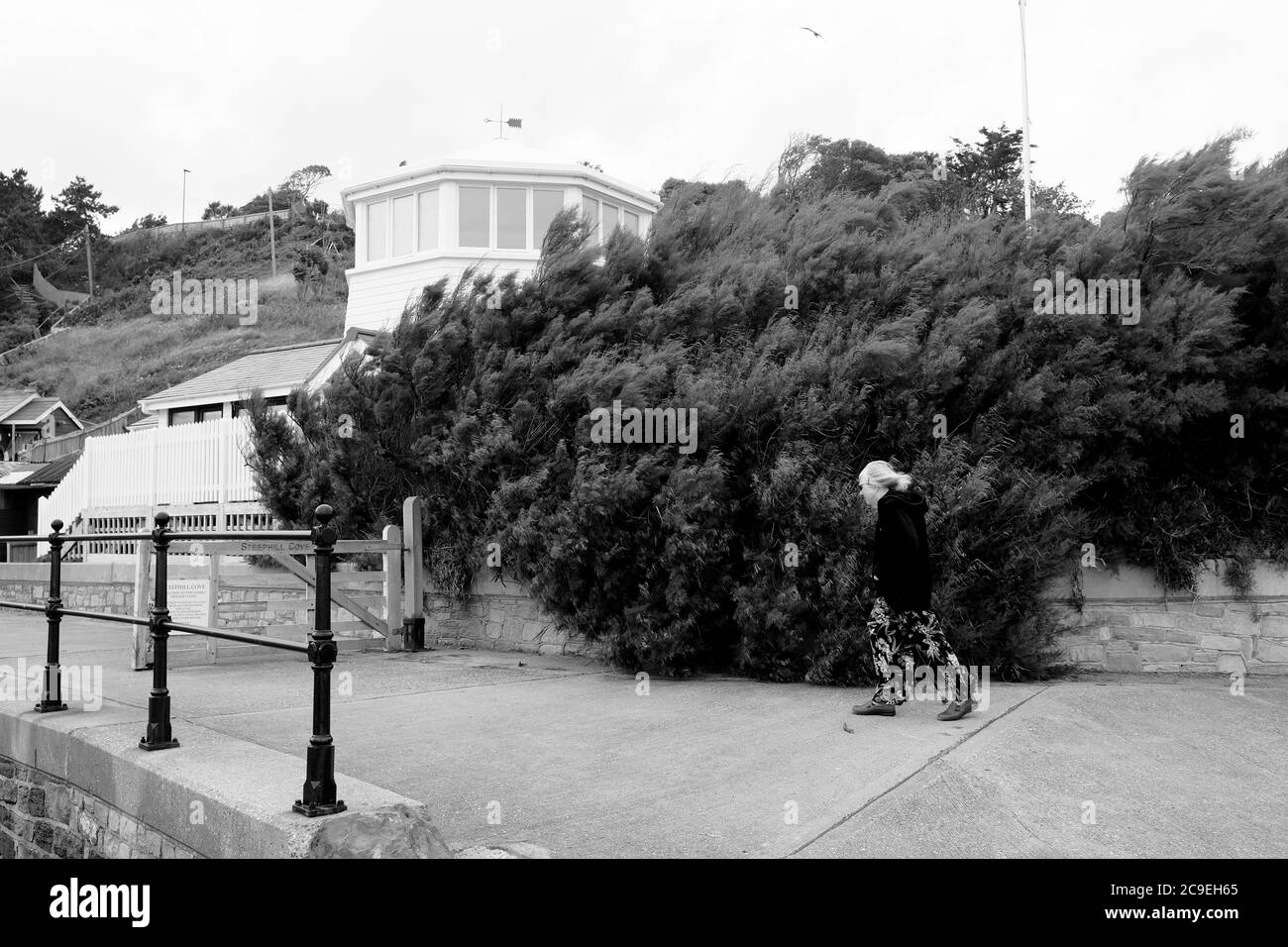 Ältere Rentnerin läuft mit Stock entlang der Strandpromenade hinein Eine starke Brise in Steephill Cove Isle of Wight Stockfoto