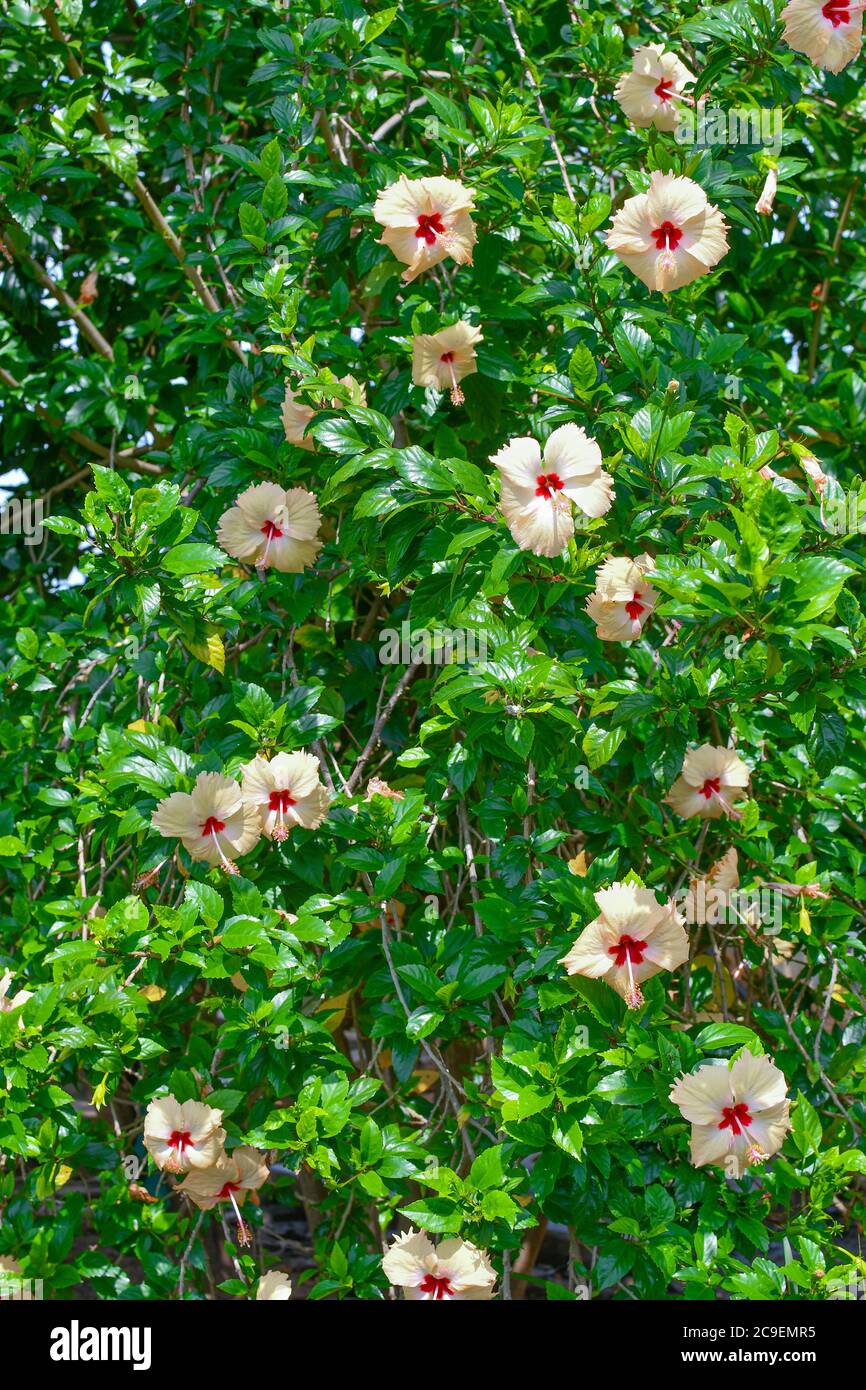 Viele Weiße Chaina Rose Blumen Auf Baum. Sieht aus wie EIN Hintergrund von grünen Blättern. Stockfoto