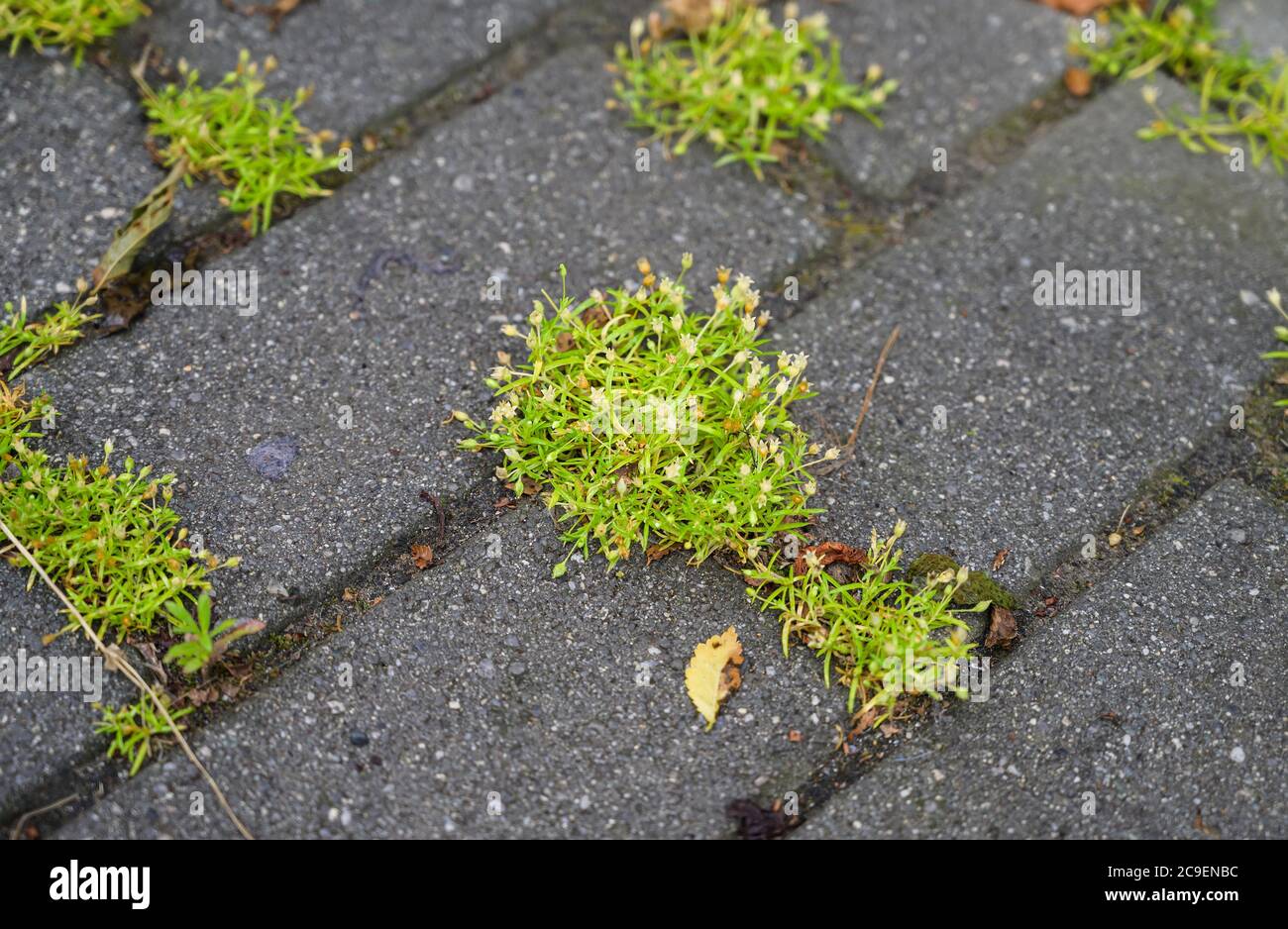 Grüne Blätter wachsen zwischen den Pflasterplatten. Neues Lebenskonzept. Stockfoto