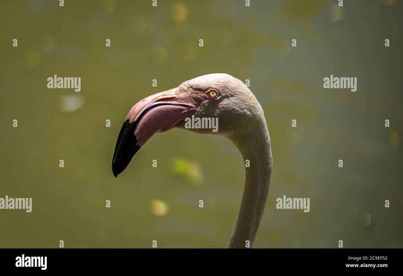 Nahaufnahme des Flamingokopfes. Isolierte rosa Flamingo. Stockfoto