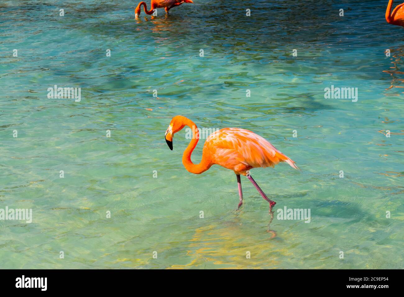 Rosa Flamingo Spaziergang am Strand auf Aruba Insel, Karibisches Meer, Renaissance Insel Stockfoto