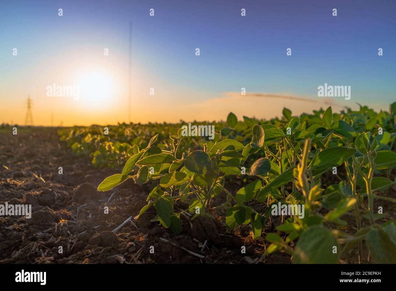 Sprinkler bewässern große Feld von Kulturen für reiche Ernte Stockfoto