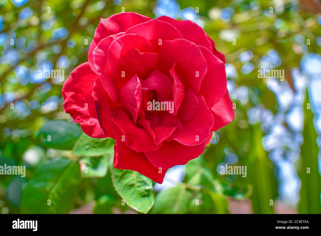 Rote Rose Nahaufnahme Mit Schönen Blütenblättern. Attraktiv Auf Weichzeichner Grünem Hintergrund. Stockfoto