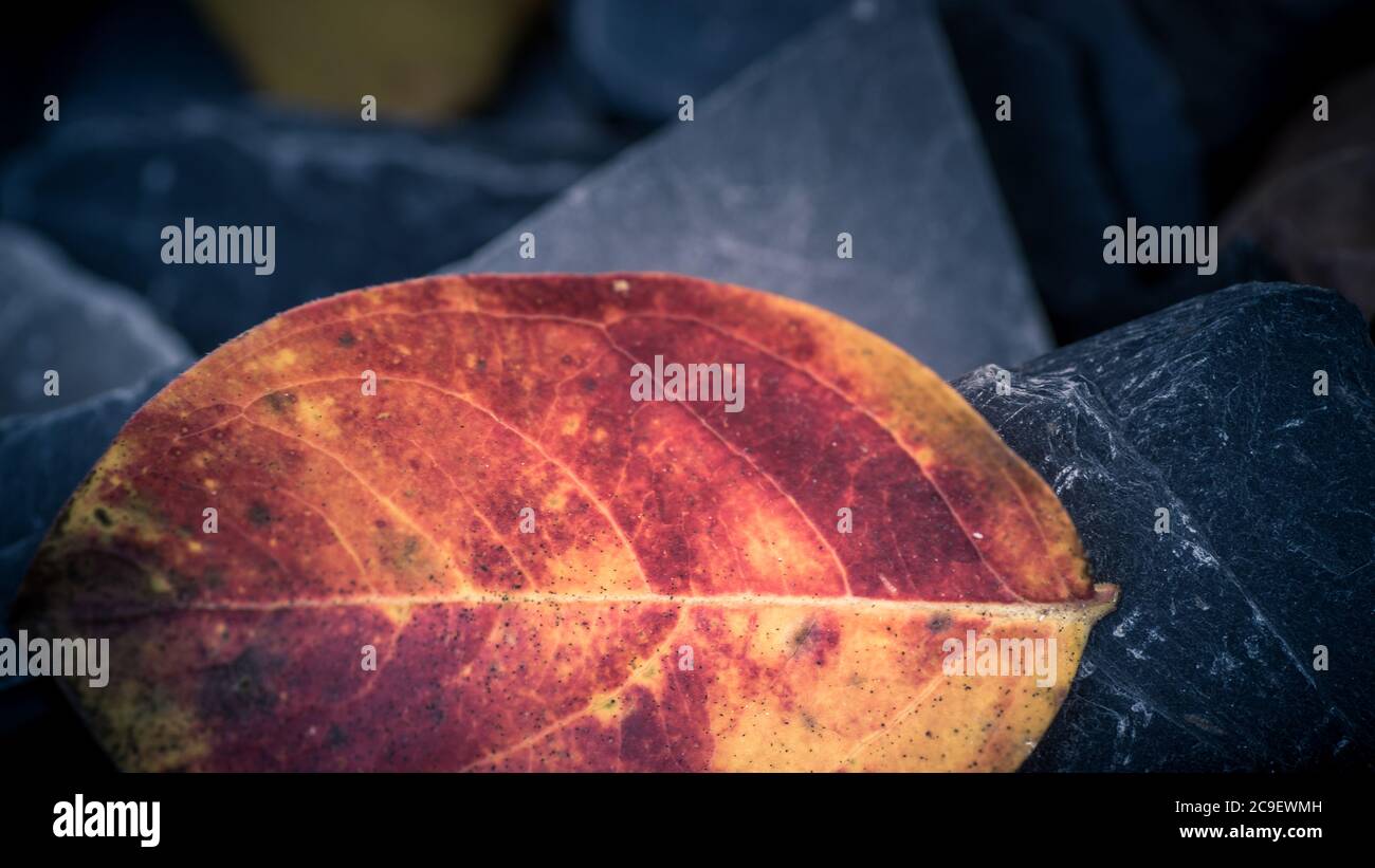Isoliertes rotes Blatt auf einem Schiefersteingrund. Herbstliches Konzept. Stockfoto