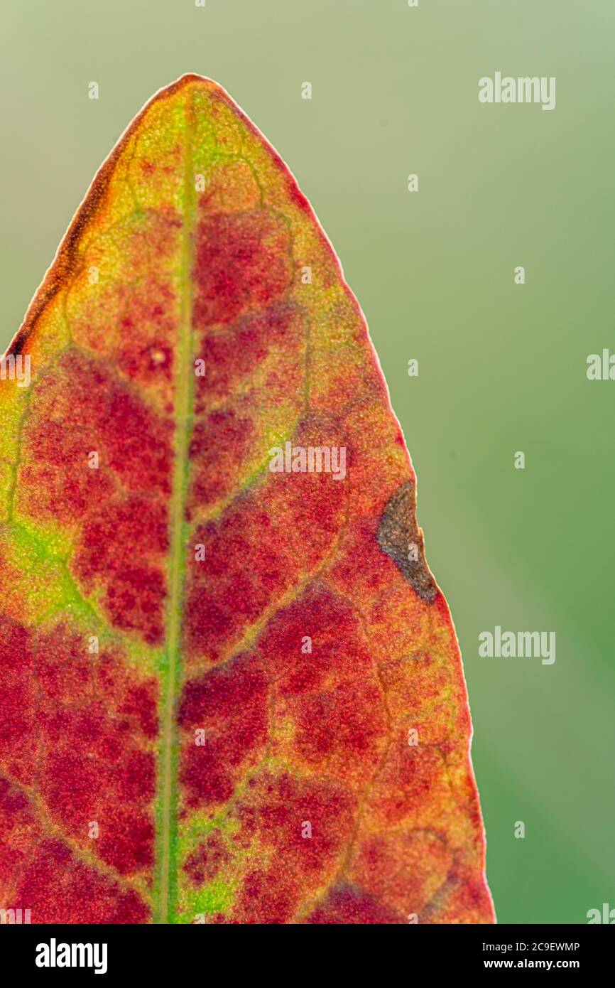 Isoliertes rotes Blatt auf grünem Hintergrund. Herbstliches Konzept. lesezeichenformat Stockfoto