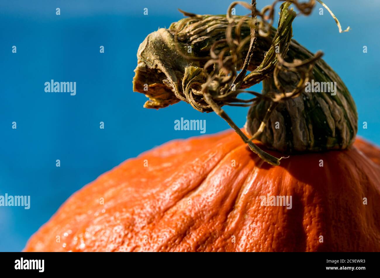 Nahaufnahme eines Stiels eines isolierten orangefarbenen Kürbisses. Schöner blauer Hintergrund Stockfoto