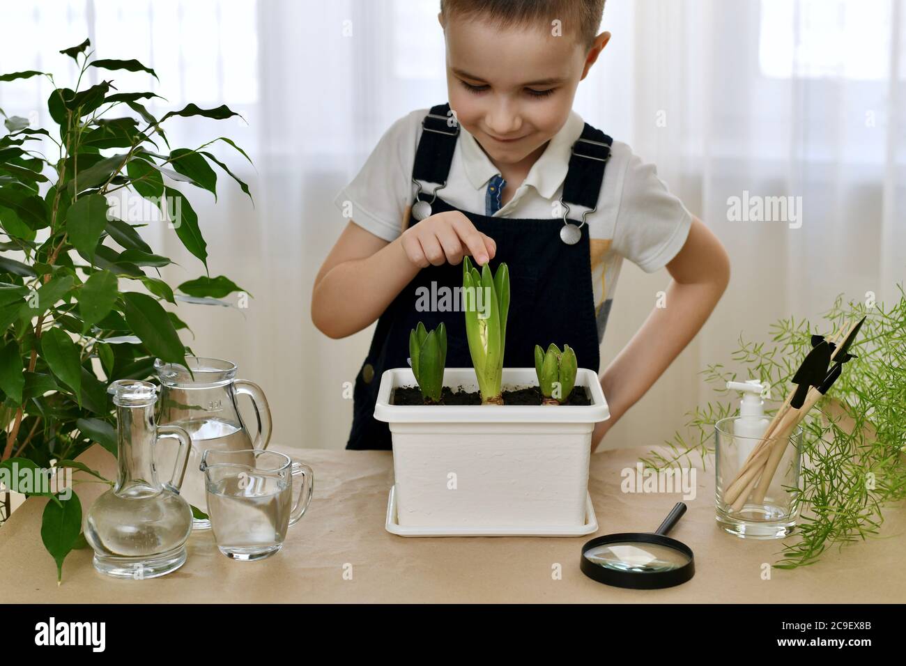 Ein Kind das Wachstum der gepflanzten Hyazinthe. Zeigt mit dem Finger auf die blühende Blume in der Mitte und lächelt. Stockfoto