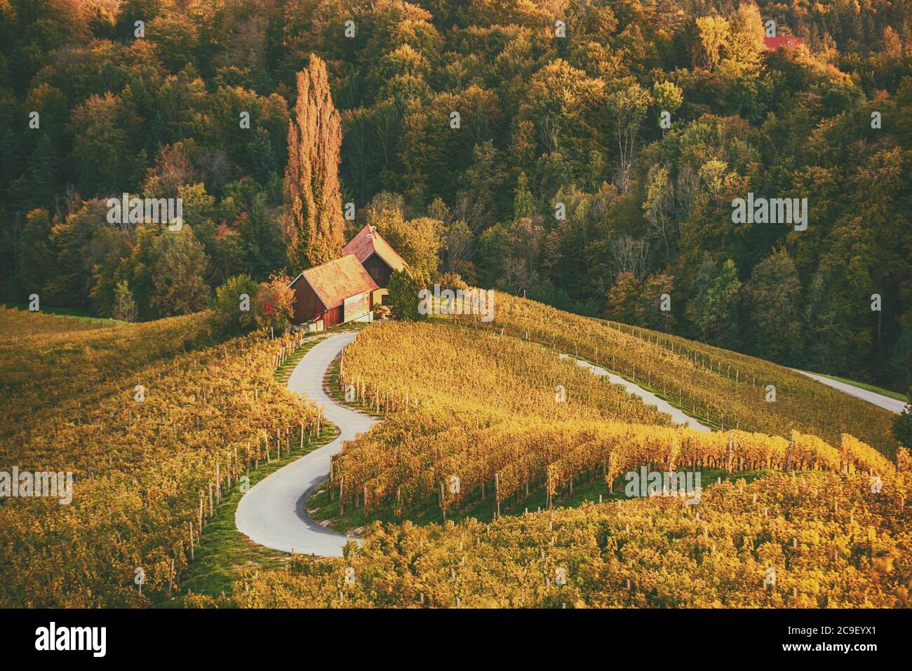 Berühmte herzförmige Weinstraße in Slowenien, Ansicht von Spicnik in der Nähe von Maribor. Natürliche Landschaft landwirtschaftlichen Hintergrund. Stockfoto