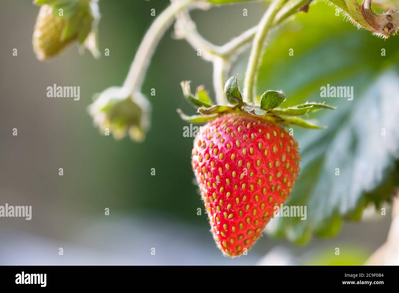 Nahaufnahme, flacher Fokus einer reifen Erdbeere, die im Frühsommer an einem hängenden Korb hängt. Stockfoto
